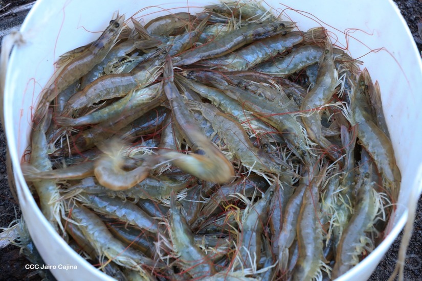 CAMARONES